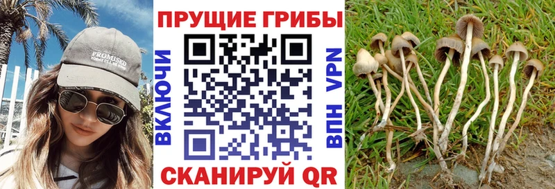 Псилоцибиновые грибы Cubensis где продают наркотики Чердынь